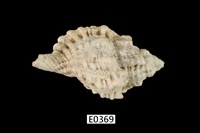 藏品(法螺)的圖片